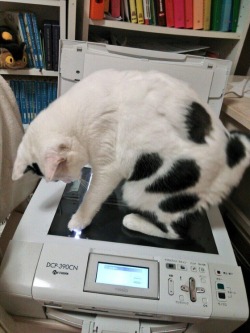 reospookywagon:   twinleaves:     hehehe cat scan 
