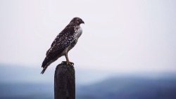 patagonia:  Coopers Hawk at Point Reyes National Seashore Submitted by Devlin Gandy Instagram @devlin_gandy