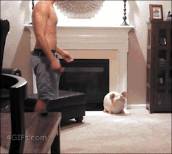 beautifulkink:  death-by-lulz:   samgothy:  I can never not reboot this!!!!!! XD  goin for the booty like   This post has been featured on a 1000Notes.com blog!  Lmao poor kitty