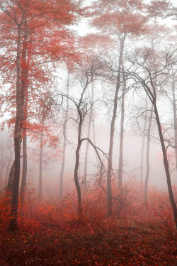 expressions-of-nature:  Misty Fantasy by: