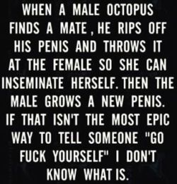 exotic1one:  Interesting..  #octopus  I know I&rsquo;d love to throw my penis at a few people