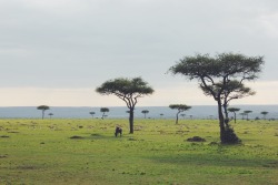 travelingcolors:  Endless  Savanna | Kenya (by Nacho Coca)Follow me on Instagram