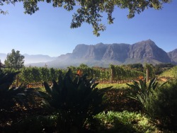 lilsoft:  graff winery in south africa / cape town  miss this surreal experience   don’t remove caption thank U xx