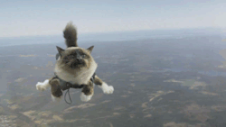 tuffluf:  if you guys don’t want a cat skydiving on your blog i’m judging you 