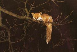 Didn&rsquo;t know I foxes could climb trees