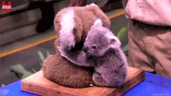 norbear20:  a koala hugging a stuffed koala. 