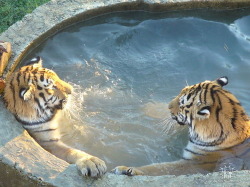 magicalnaturetour:  svet-mister ~ I think they look like they’re sitting in a hot tub :) 