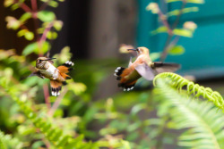 Dance of the hummingbirds