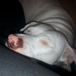 She been stuck on me all day.. #pitties #pitbull