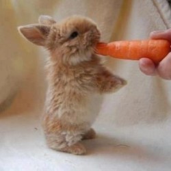 Another cute bunny nibbling his treat after a long day of shopping #fluffy #bunny