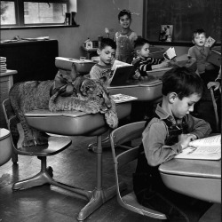 life:  From the Dec. 3, 1951 photo essay —LION IN CLASS: The Owens had a little cub, it followed them to school. According to LIFE, “By last week, a lion cub had become a well-known figure in Garden City, Kan. educational circles. He had visited four