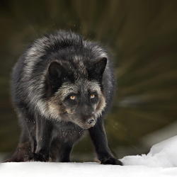 morningbirdnight:   Black Fox by Paul Keates