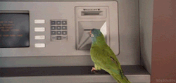psilocibina:  sm0keblunts:  i need a bird to fly to the atm &amp; do this for me because i’m too lazy to leave the house  it would be better if he could fly to my dealers house and pick me up a dimebag with that ฤ 