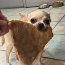 perlexnoire:  bluhippy:  jaxblade:  jaxblade:  jaxblade:  albertothechihuahua:    this is the money dog, repost in the next 24 hours and money will come your way!!    ehh what the hell  OH MY GOD SO NO FUCKIN BULLSHIT I SWEAR To GOD. I reblogged this