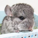 chintubehd:  This touching chinchilla video will make you cry for mom