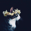 fleur-aesthetic:instagram | gothamflorist 