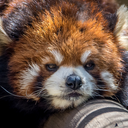rubbyrubbishbin:  rudeand-ginger:  God red pandas are so precious why can’t I just hold one  They look so friendly i just want to cuddle them all lets just .. cuddle them all  oh haha i was wondering why that photo looked familiar, its one i took