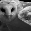 H-Owl