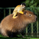 dailycapybara: (via Vinícius Bacarin on Instagram: “Capybara and his friend … … #photography #nikon #capybara #matogrossodosul #campograndems #wild #bird #lovemynikon #d90 #friendship…”) 