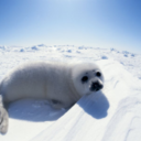 somnum:  Relax and watch two baby harp seals. 