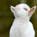 babygoatsandfriends:  goats cannot overcome curved or slanted surfaces 