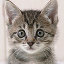 kittenskittenskittens:  twinksforjesus: Love you, shower cat  &lt;3 the kitty