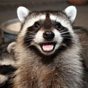 fyanimaldiversity:Piebald raccoon (Procyon lotor) [x]