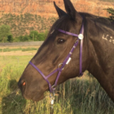 ponyspicerack:We&rsquo;re officially trail trash! I bought a small saddle bag and tried it out. I expected Cajun to flip his shit but he didn&rsquo;t care at all.  Hell, I even put bells on it. Nothing 