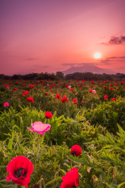 expressions-of-nature:  Poppy Field by: Shumon