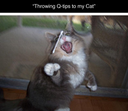 tastefullyoffensive:  Sasha vs. Q-tips [symphonicotter]  omg this is so funny :)
