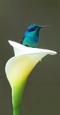 beautymothernature:Gorgeous Bird and Fl mother