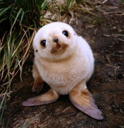 brokenunderstars:  No one ever said babies weren’t cute.  Seal, Fawn, Owl, Pigglet, Fox-pup, Sloth, Polar bear cub, Bunny and dolphin. (young babies)   So adorable. &hellip; love animals and nature.