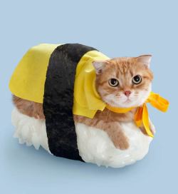 catatomic:  Sushi Cats 