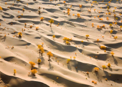 adapto:  Sand dunes and yellow polar trees, Taklamakan Desert (China)© George Steinmetz
