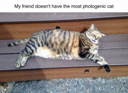 fake-ketchup:  thegits:  i have never related to cat so much in my life  Me 