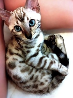 potkittty:  this breed of cat is called an egyptian mau, i reciently discovered that my cat is a mix between this and a maine coon, Egyptian Mau’s have a distinctive beetle looking mark on the top of there heads and are usually spotted and also have
