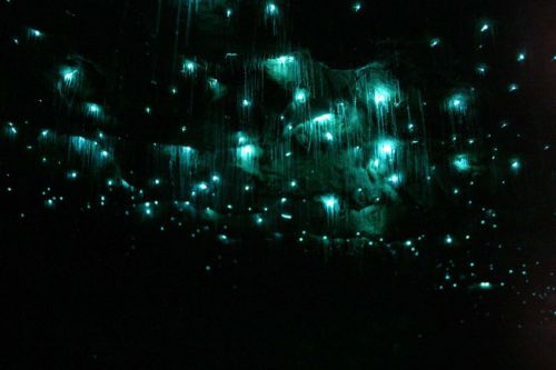 conflictingheart:  the waitomo caves of new zealand’s northern island, formed two million years ago from the surrounding limestone bedrock, are home to an endemic species of bioluminescent fungus gnat (arachnocampa luminosa, or glow worm fly) who in