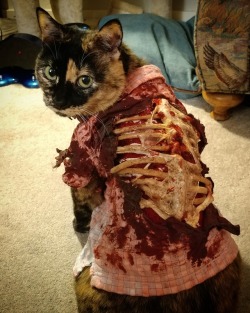 cat-cosplay: cat-cosplay:  All in all, I think last nights work resulted in a significant upgrade to our Zombie Costume!  So Zombie Cat is showing up everywhere on Social Media… Do you want a tutorial for this this year? I try to pick simple costumes