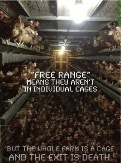 vegan-mind-tricks:  vegan-mind-tricks:  “Free range” means death without life.  A bird shot dead in the forest, at least, knew life before it knew death. Photo credit = crustified.  The “free range” farm shown is reportedly in the Netherlands