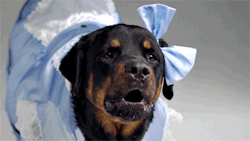 horrorproportions:  tastefullyoffensive:  Video: Angry Dogs in Cute Costumes  HARD FEMME GOALS 