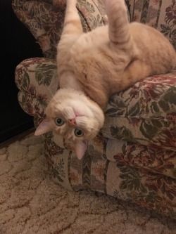 babybottlerocket:  Murray Devito in your inbox! Here’s to unsolicited cat pics!   Thank you thank you thank you @hufflepuffpuffpuff!