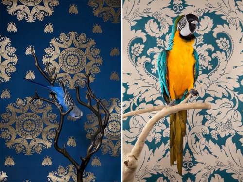 lip-lock:  Birds Of A Feather | by Claire Rosen. A brilliant live portrait series by Claire Rosen featuring vintage wallpaper backdrops to accentuate and highlight the colors of each bird, which range from the common Parakeet to the exotic Hyacinth Macaw.