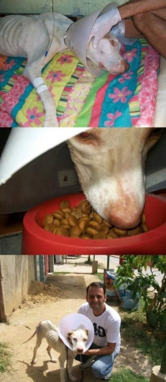 califournicated:  thatgirlcanlift:  wreckedxteen:  canna-bish:  Thank you so fucking much.  im in teaaars  I will never not reblog this because this guy right here is the best example you could ever have for how to care for an animal in need.  I’m crying.