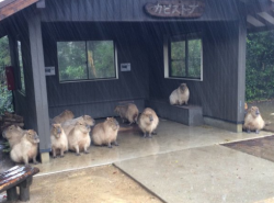 indigobluerose:  sixpenceee:  On Thursday, the Nagasaki Bio Park tweeted a photo of their capybara collection taking shelter during a storm and it’s already been retweeted 14,000 times. (Source)   is this Hayao Miyazaki’s new movie 
