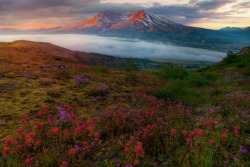 te5seract:    The Glow Of Mt St Helens_720 Sunset Reds Above The Majestic Mt St Helens_720_2 by  Kevin McNeal