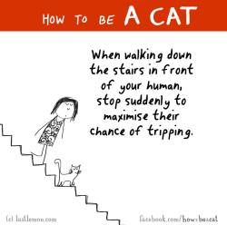 Catsbeaversandducks:  By How To Be A Cat 