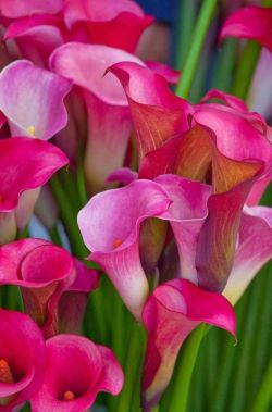 flowersgardenlove:  Pink Cannas Beautiful gorgeous pretty flowers 