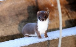 youmeandnapalm:  wapiti3:  Stoat (Mustela erminea), also known as the short-tailed weasel,     Photographer: Jan Larsson    My patronus 