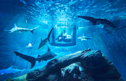 batmansymbol:  coolthingoftheday:  This aquarium in Paris, France, called the Aquarium du Paris, allows visitors to sleep in a submerged glass bedroom surrounded by 35 sharks and other fish. (Source)  I WANT TO BE IN THE SUBMERGED GLASS BEDROOM WHERE