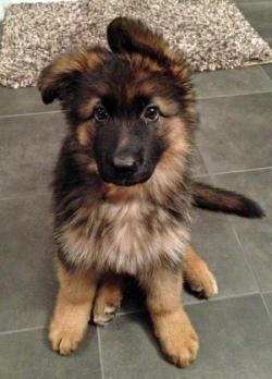 thecutestofthecute:  German Shepherds and their floppy ears. There is nothing I do not like about this. 